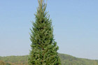 live tree for christmas