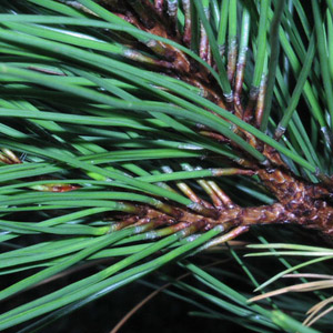 leaves of loblolly pine tree