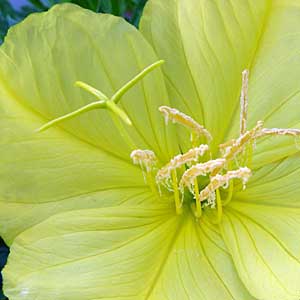 the fragrant evening primrose is ideal for sunny, dry climates