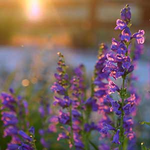 the sagebush penstemon's blue flowers prefer sunny, dry climates.