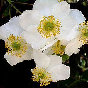 the bush anemone's scented white flowers bloom in late spring and summer
