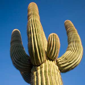 the Saguaro cactus grows about 1 inch per year