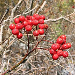 the Red elderberry's edible red fruit prefers sun to partial shade and climates with moderate moisture