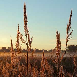 the Big bluestem blooms in summer and fall