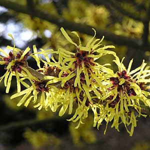 the aromatic witch hazel blooms in late winter