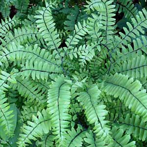 The maidenhair fern has graceful black stems that are ideal for shade and partial sun.