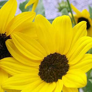 The yellow beach sunflower attracts butterflies in sunny, dry climates
