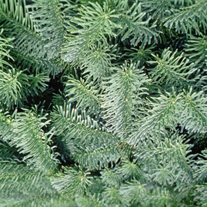 Noble fir