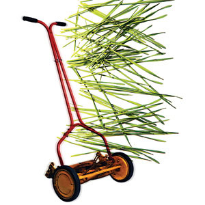 lawn mower for maintaining organic lawn