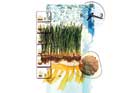 Organic Lawn Care