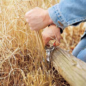 maintaining ornamental grasses