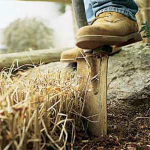 maintaining ornamental grasses