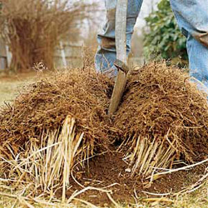 maintaining ornamental grasses