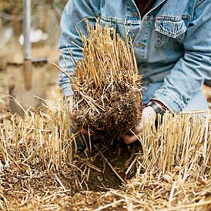 maintaining ornamental grasses