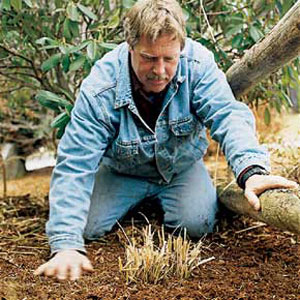 maintaining ornamental grasses