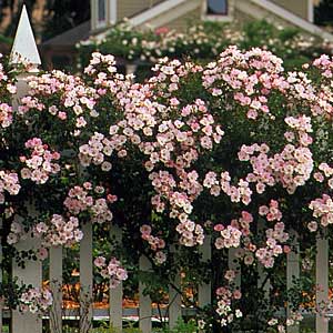gardens can help create private yards