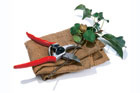 Pruner tout