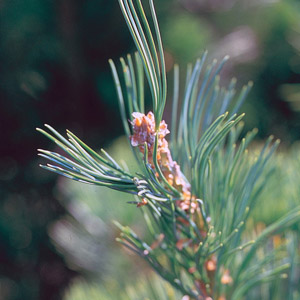 leaves of shortleaf pine tree