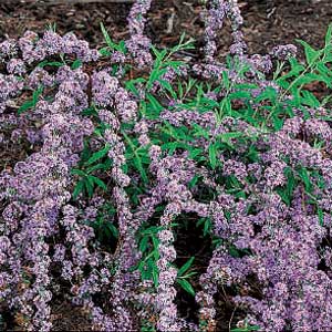 Fountain Butterfly Bush