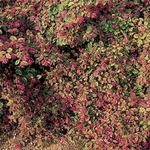 Loropetalum