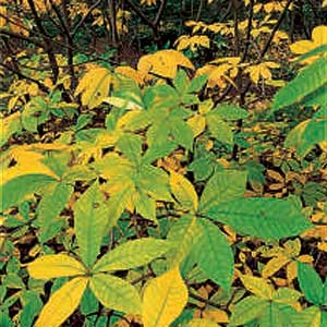 Bottlebrush Buckeye