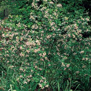 Black chokeberry