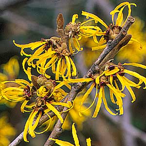 Chinese Witch Hazel