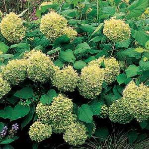 Smooth Hydrangea