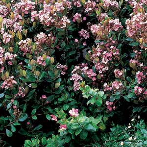 India Hawthorn