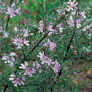 'Wynyabbie Gem' Westringia
