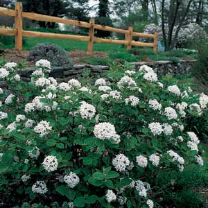 Burkwood Viburnum