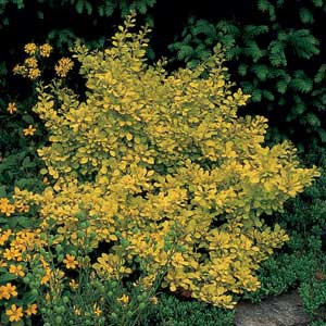 Japanese Barberry