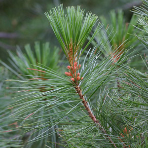 leaves of spruce pine tree