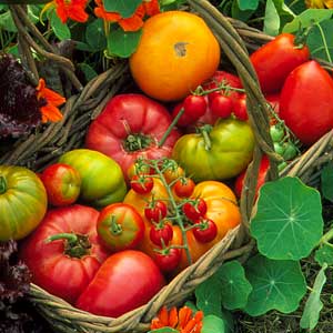 tomato sizes