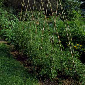 bamboo teepees