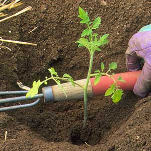 plant seedlings