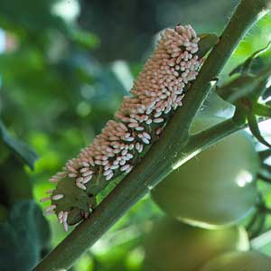 Tomato hornworm