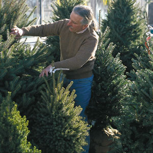 Live evergreen trees