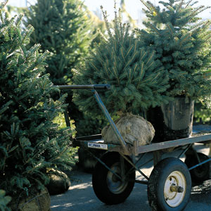 Planting a tree step 3