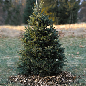 Planting a tree step 6
