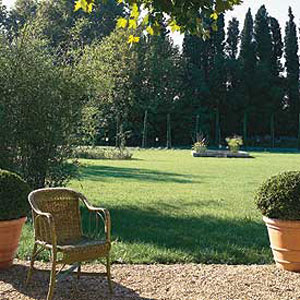 lawn seed