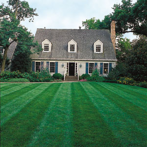 striped lawn