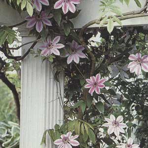 clematis vines