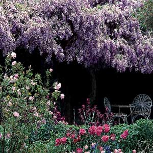 Wisteria vines
