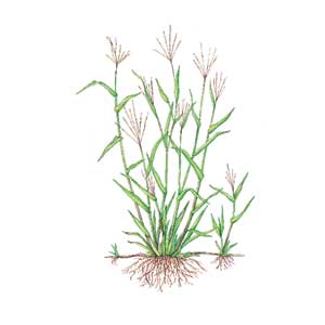Crabgrass