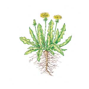 Dandelion