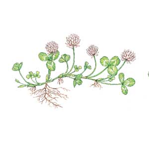 White clover