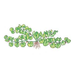 Ground ivy