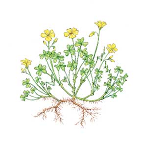 Yellow woodsorrel