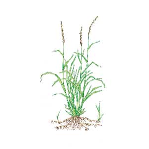 Quackgrass
